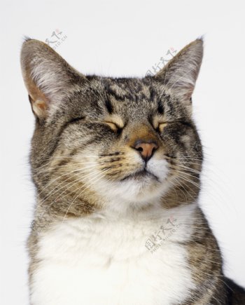 猫的表情图片