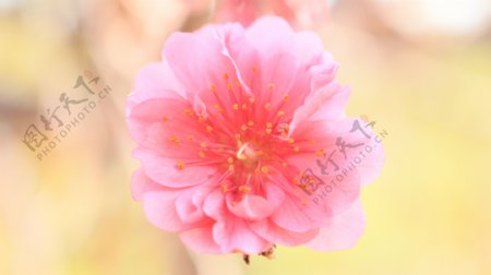 一朵美丽的桃花图片