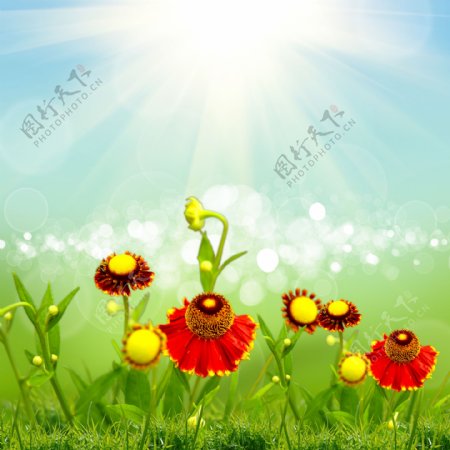 阳光梦幻光斑与鲜花背景图片