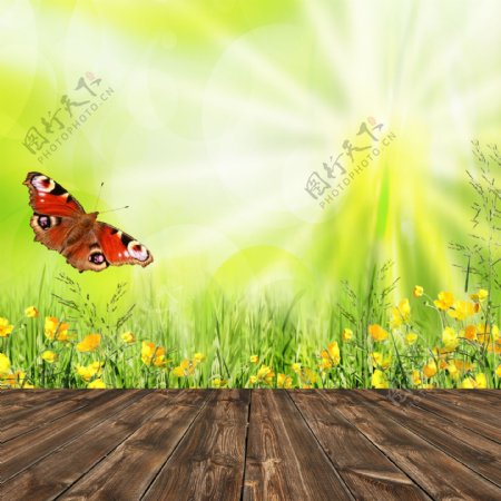 花朵木板和蝴蝶图片