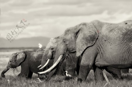 一群找食的大象图片