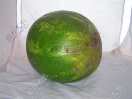 新鲜的绿色西瓜