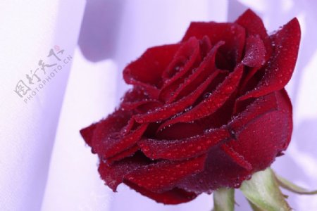 火红的玫瑰花图片