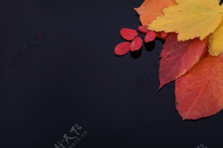 红色叶子与枫叶图片