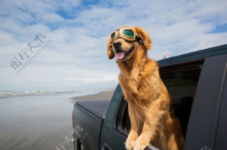 坐车看风景的小狗图片