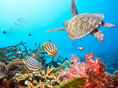 加勒比海海底世界素材图片
