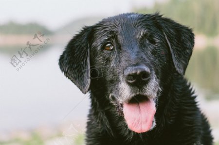 湿黑色拉布拉多猎犬