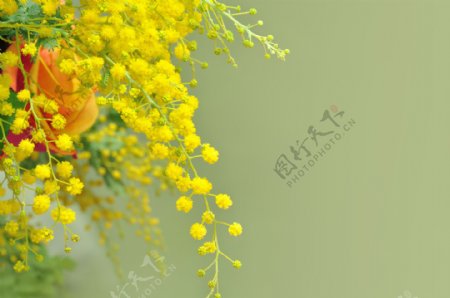美丽的黄色花朵图片
