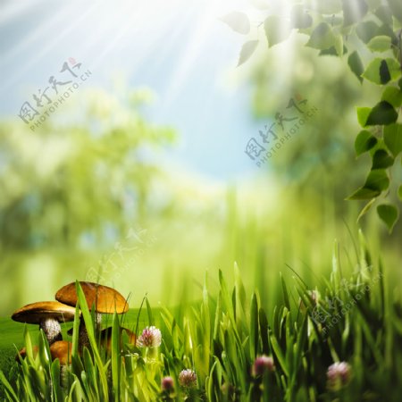 阳光与草地蘑菇风景图片