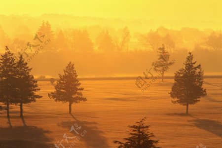 草地树木迷雾风景图片图片