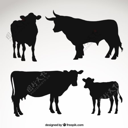 奶牛和公牛的剪影