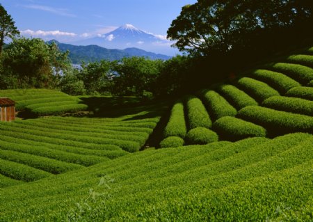 富士山旁的绿色茶园素材图片