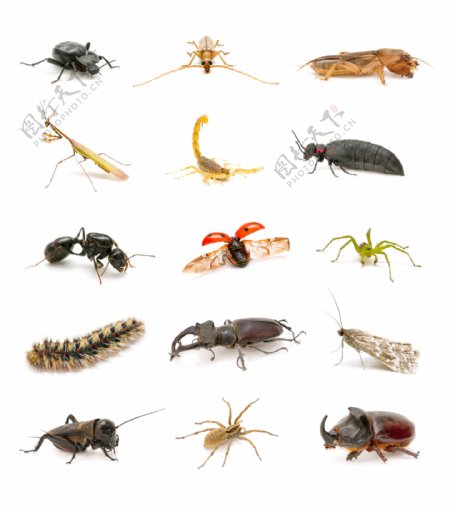 各种动物昆虫图片