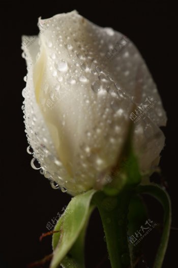白色玫瑰花图片