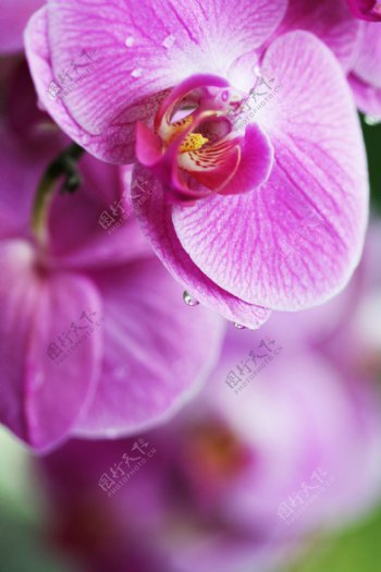 紫色蝴蝶兰图片