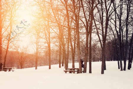 树林雪景摄影图片