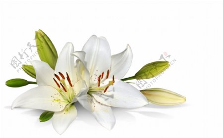 玉洁白色花朵图片