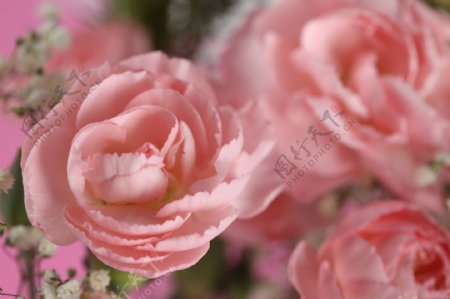 粉色开放的玫瑰花图片