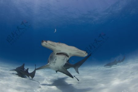 游动的鲨鱼图片