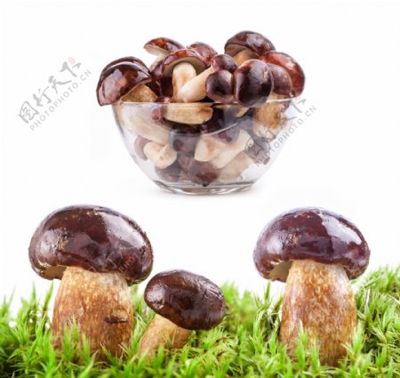 地上长的蘑菇和碗里的蘑菇图片