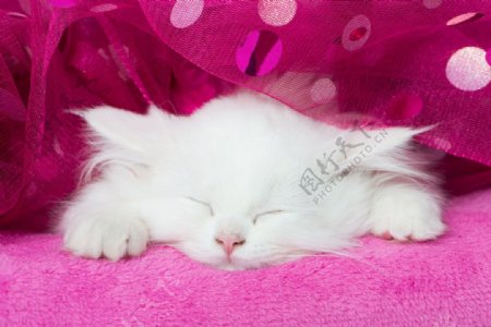 睡着的白猫图片