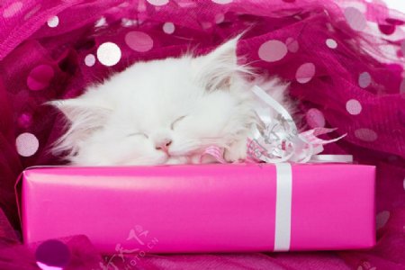 礼物盒白色小猫图片