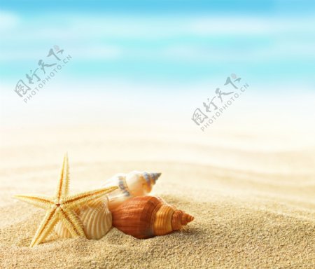 沙滩上的海星海螺图片