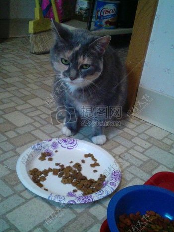 拒绝吃饭的猫