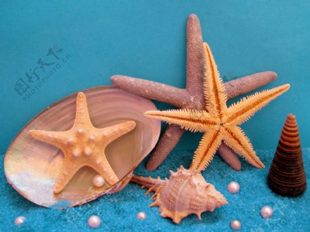 海星与珍珠贝壳图片