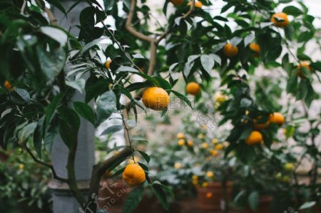 农业农场水果葡萄橘子