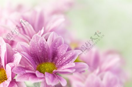 粉红花朵背景图片
