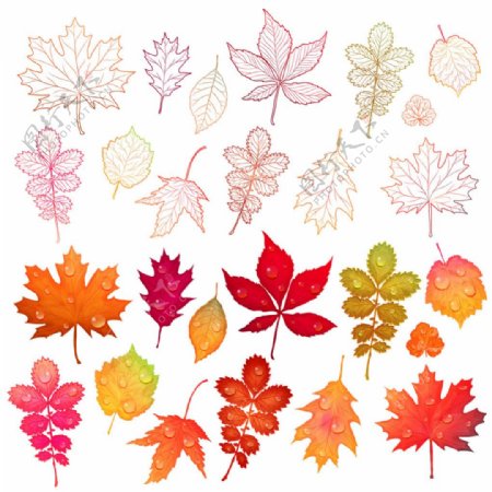 多彩的秋天树叶矢量素材