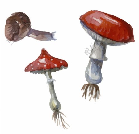 水彩蘑菇矢量素材
