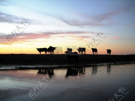 德克萨斯州牛在日落时