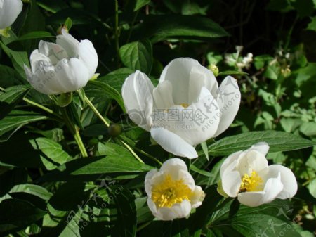 草丛中的白色花朵