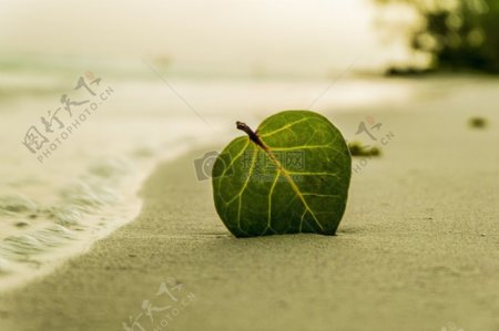 沙滩上的绿叶