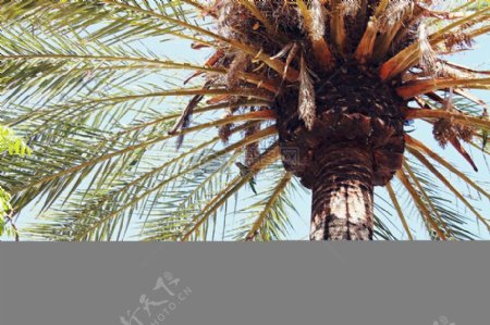 三亚的棕榈树
