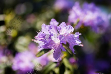 紫颜色的花朵