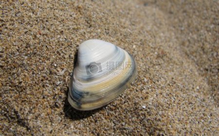 沙滩上孤单的贝壳