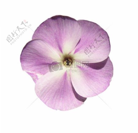 白色背景下的紫色花朵