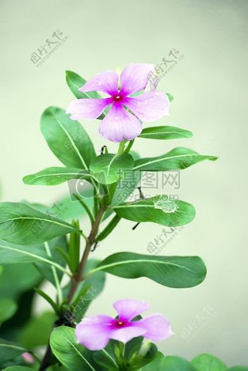 紫色的长寿花