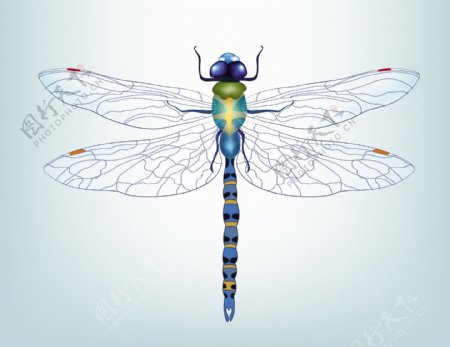 蓝色漂亮昆虫蜻蜓矢量图