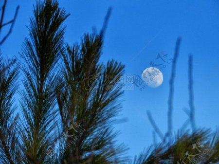 松树天空和月亮