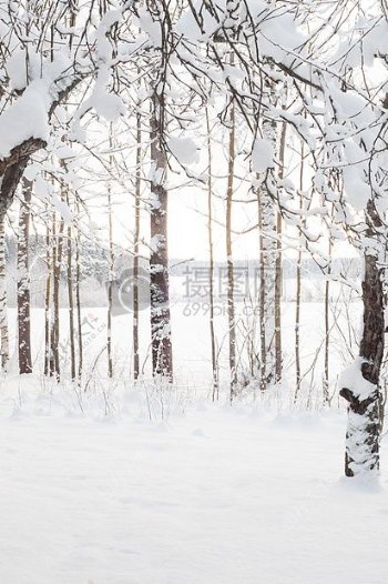 冬天雪地里的树木