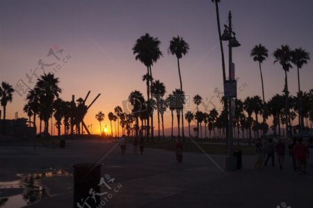 夕阳下广场上的椰树
