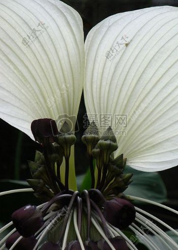 白色和黑色为Flower.jpg