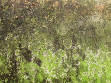 长苔藓的水泥墙面图片