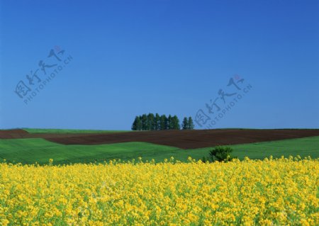 黄色的野花素材图片