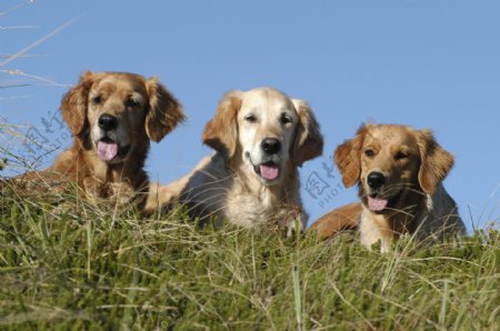 草坡上的三只狗图片
