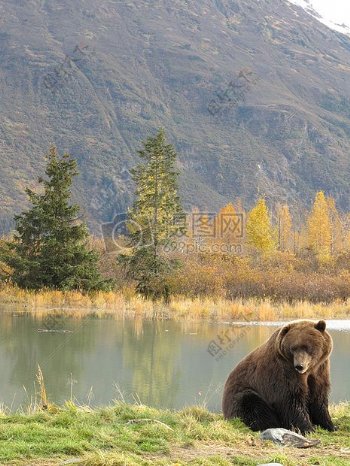 河边草地上的熊